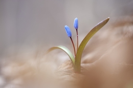 Springtime in the forest 