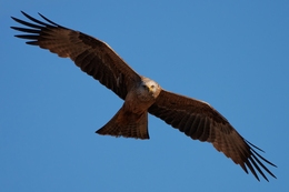 Milhafre-preto (Milvus Migrans) 