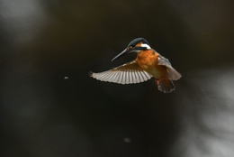 Kingfishers and insects meet eyes. 