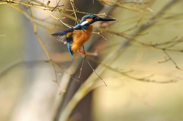 Grabbing twigs . 