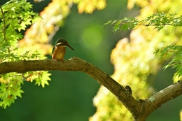 Conversation between kingfisher and cicada. 