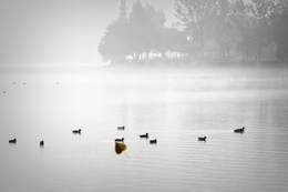 Os patos da lagoa 