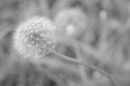 dandelion 