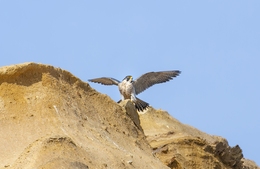 PEREGRINE FALCON 