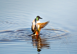 Spoonbill duck (Spatula Clypeata) 