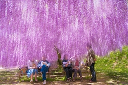 Wisteria flower shower 