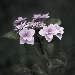 hydrangea 