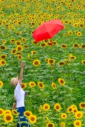 Sunflower bloomed 