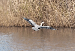 HERON 