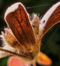 Luminous flower 