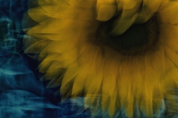 Tournesol 