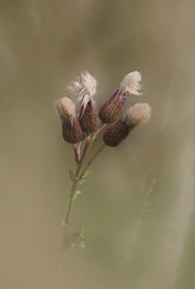 Pincéis naturais 