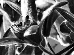 Nature in Black_White 