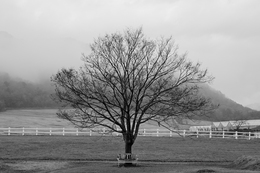 Under the tree 