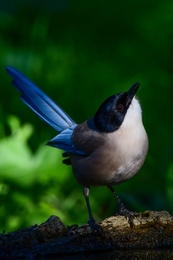 Pega-azul 