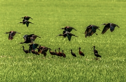 BLACK IBIS IN A RICE FIELD 