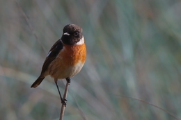 Cartaxo-comum (Saxicola rubicola) 