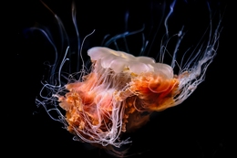 Jellyfish 