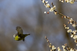 Spring has come! 