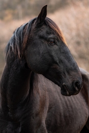 PORTRAIT OF HORSE 