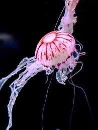 Jellyfish 