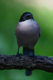 Pega-azul 