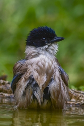 Pega-azul 