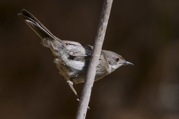 Toutinegra-de-cabeça-preta 