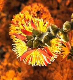 Hanging flower 