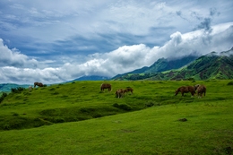 Horses in glasses 