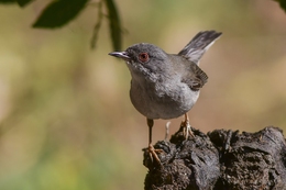 Toutinegra-de-cabeça-preta 