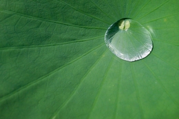 Rain drops on the lotus 