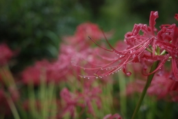 Red spider lily 