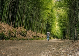 O Caminho 