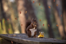 Happy Squirrel! 