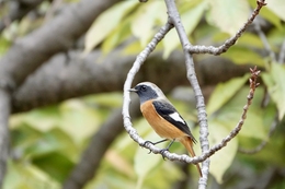 Daurian Redstart 