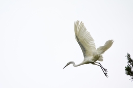 Great Egret 