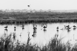 WILDLIFE HABITATS IN LEZÍRIA 