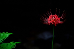 Cluster amaryllis 