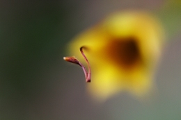 The stamen 