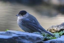 Toutinegra-de-barrete 