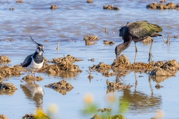 WILDLIFE, HABITATS IN LEZÍRIA 