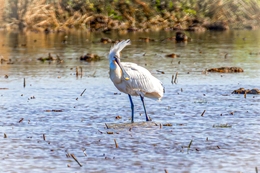 COLHEREIRO - Spoonbill 