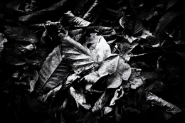 Fallen Leaves II 