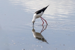 Pernilongo - Black Winged Stilt 