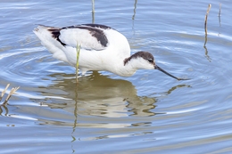 ALFAIATE, Pied Avocet 