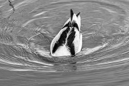 ALFAIATE - Pied Avocet 