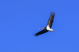 Cegonha-preta 