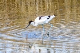 ALFAIATE - Pied Avocet 