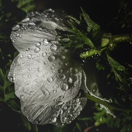 Raindrops 